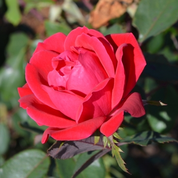 Rosa 'Radtko' PP16202, CPBR 3104 - Double Red Knock Out&reg; 