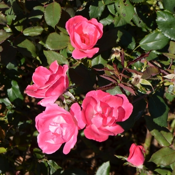 Rosa 'Radcon' - Pink Knock Out&reg; 