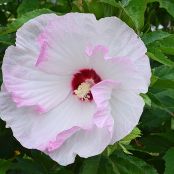 Hibiscus hybrid - Summerific&reg; 'Ballet Slippers'