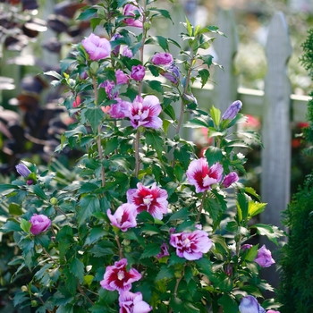 Hibiscus syriacus - Purple Pillar&reg;