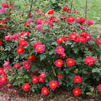 Rosa 'ChewPatout' PP28395, Can 5831 (Rose) - Oso Easy&reg; Urban Legend&reg;