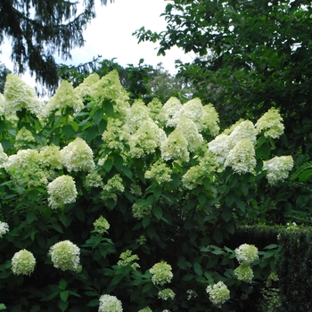 Hydrangea paniculata - Little Lime&reg;