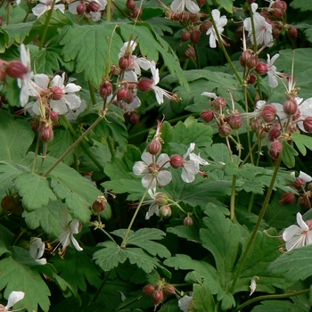  - Geranium macrorrhizum 'Spessart'
