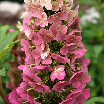 Hydrangea quercifolia 'PIIHQ-I' PP25,319 (Oakleaf Hydrangea) - Jetstream&trade; Oakleaf Hydrangea