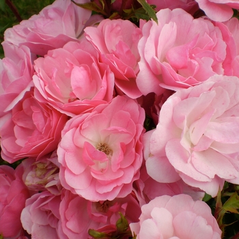 Rosa ''BAImas'' - Easy Elegance&reg; Pinktopia Rose