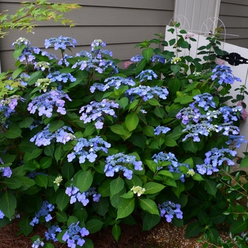 Hydrangea macrophylla - Endless Summer&reg; Twist-n-Shout&trade; 