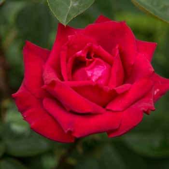 Rosa (Rose) - Easy Elegance&reg; Kashmir