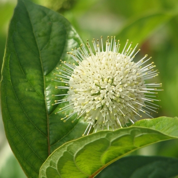 Cephalanthus occidentalis - Fiber Optics&trade; 