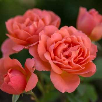 Rosa (Rose) - Easy Elegance&reg; Sweet Fragrance