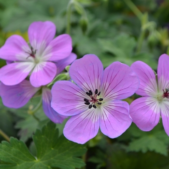 Geranium - 'Bloom Time' Cranesbill