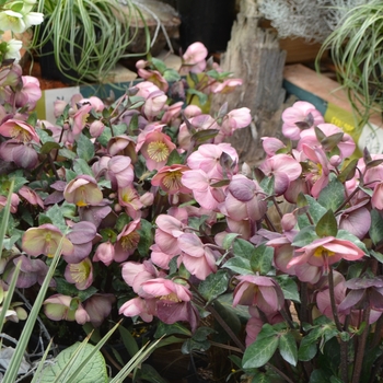 Helleborus 'Penny's Pink&trade;' - Frostkiss&trade; Lenton Rose