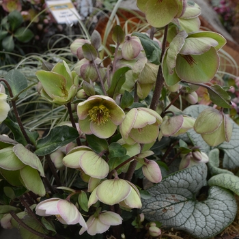Helleborus 'Bayli's Blush&trade;' - Frostkiss&trade; Hellebore