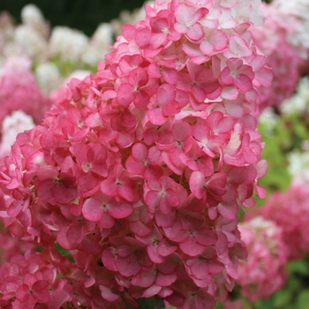 Hydrangea paniculata Renhy COPY - Vanilla Strawberry™ Hydrangea 