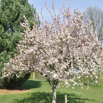 Malus hybrid - Red Jewel&trade;