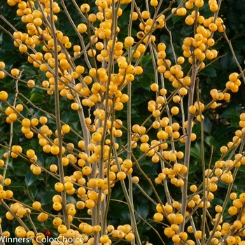 Ilex verticillata 'Roberta Case' (Winterberry Holly) - Berry Heavy&reg; Gold