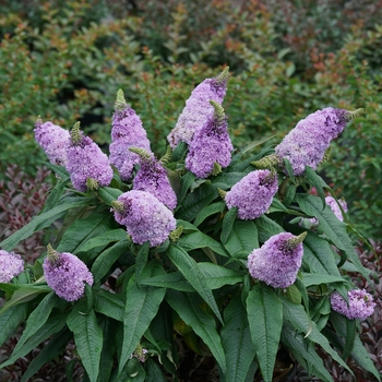 Buddleia x - Pugster&reg; Amethyst