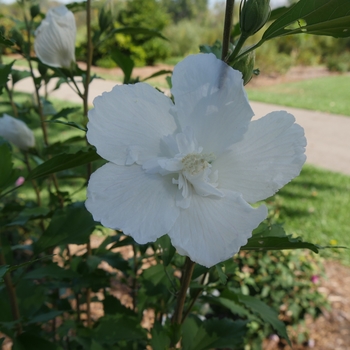 Hibiscus s. 'Gandini van Aart' PP28892 Can PBRAF - White Pillar&reg; Rose of Sharon