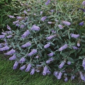 Buddleia davidii 'Glass Slippers' (Butterfly Bush) - Monarch&reg; Glass Slippers