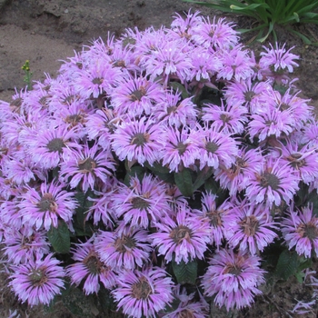 Monarda didyma - Sugar Buzz&reg; Cotton Candy Bee Balm, Bergamot