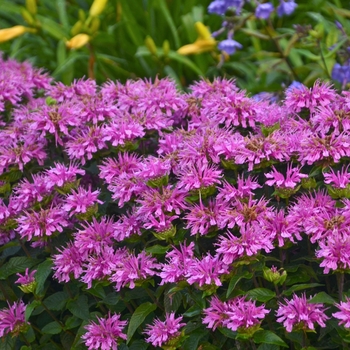 Monarda didyma - Sugar Buzz&reg; Lilac Lollipop 
