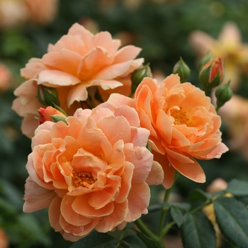 Rosa 'HORCOGJIL' PP27541, Can 5631 (Hybrid Tea Rose) - At Last&reg; Hybrid Tea Rose