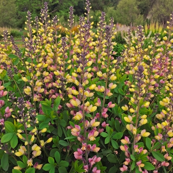Baptisia 'Decadence&reg; Deluxe Pink Lemonade' - Decadence&reg; False Indigo