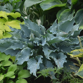 Hosta ''Waterslide'' PPAF (Hosta, Plantain Lily) - Shadowland&reg; Waterslide