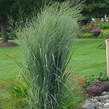 Panicum virgatum - Prairie Winds&reg; 'Totem Pole'