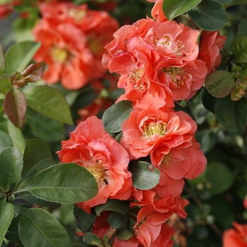 Chaenomeles speciosa - Double Take&reg; Peach