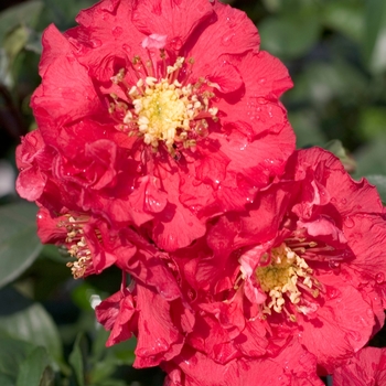 Chaenomeles speciosa Flowering Quince - Double Take Pink&trade;