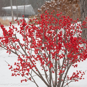 Ilex verticillata 'FARROWBPOP' PP25835, Can 5286 - Berry Poppins&reg; Winterberry