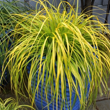Carex oshimensis - EverColor&reg; 'Everillo' 
