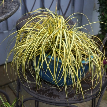Carex oshimensis - Evercolor&reg; 'Everoro'