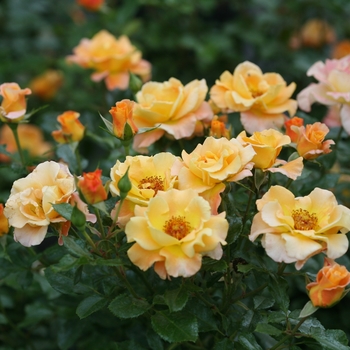 Rosa 'Chewgewest' PP31005, CPBRAF - Sunorita&reg; Rose
