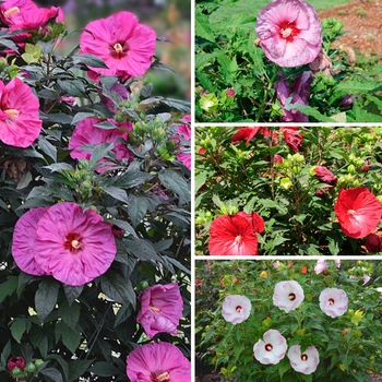 Hibiscus hybrid - Summerific&reg; Series