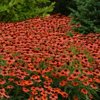 Echinacea purpurea 'Flamenco Orange' - Sombrero&reg; Flamenco Orange Coneflower