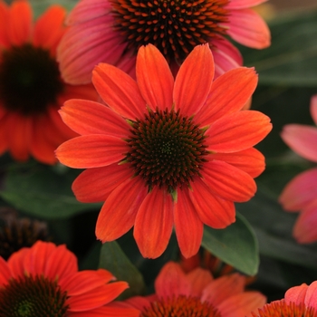 Echinacea purpurea (Coneflower) - Sombrero Poco&trade; 'Hot Coral'