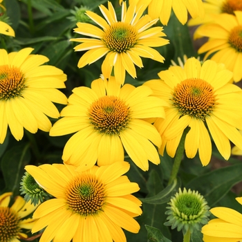 Echinacea 'Sombrero&trade; Lemon Yellow' - Coneflower