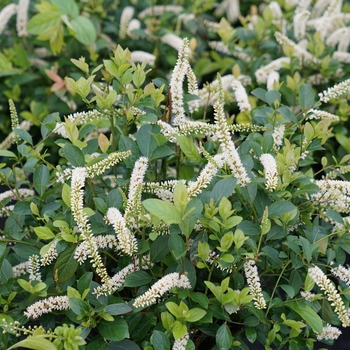 Itea virginica 'SMNIVDFC' PP30233, Can PBRAF (Sweetspire) - Scentlandia&reg; Sweetspire