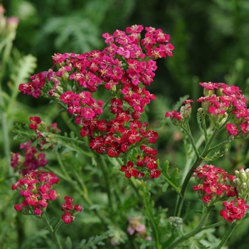 Achillea millefolium 'New Vintage&trade; Red' - Red Yarrow