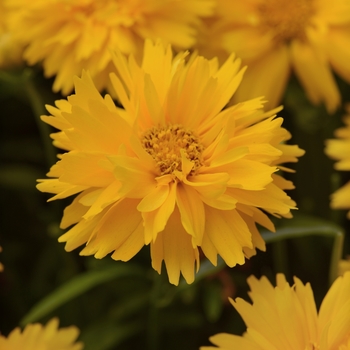 Coreopsis grandiflora (Tickseed) - 'Double the Sun'