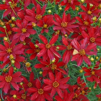 Coreopsis verticillata 'Hot Paprika' (Tickweed) - Sizzle & Spice&reg; Hot Paprika