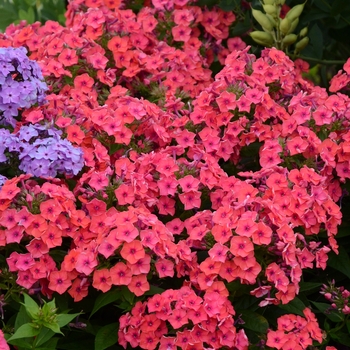 Phlox paniculata 'Coral Flame&reg;' PP22234 (Garden Phlox) - Flame&trade; Coral Flame&reg;