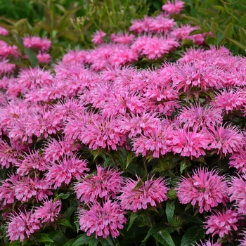 Monarda didyma - Sugar Buzz&reg; Bubblegum Blast 