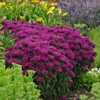 Monarda didyma - Sugar Buzz&reg; Grape Gumball 