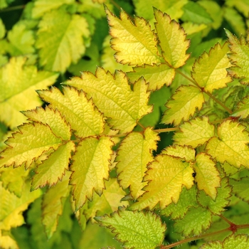 Astilbe arendsii 'Color Flash&reg; Lime' - Color Flash&reg; Astilble