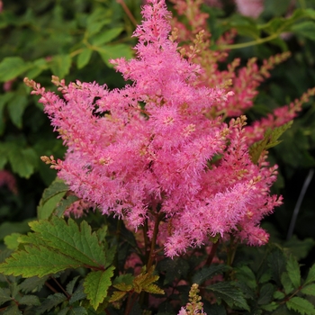Astilbe japonica (False Spirea) - Younique&trade; Pink