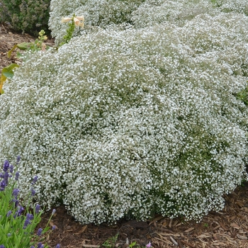 Gypsophila paniculata 'Summer Sparkles&reg;' - Summer Sparkles&reg; Baby's Breath