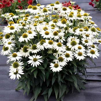 Echinacea hybrid - Kismet&reg; White Coneflower
