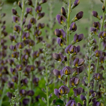Baptisia hybrid - Decadence&reg; 'Dark Chocolate'